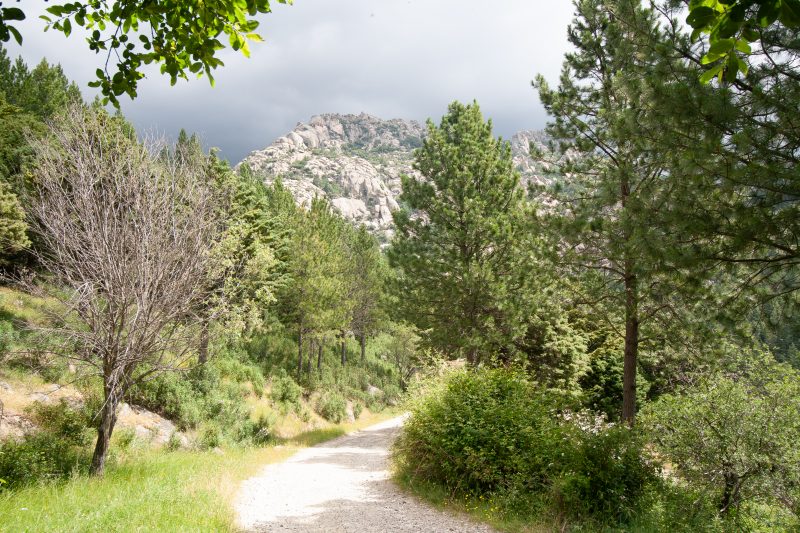 Pista forestal en la Pedriza