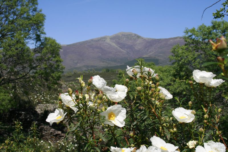 Pico Ocejón, Guadalajara