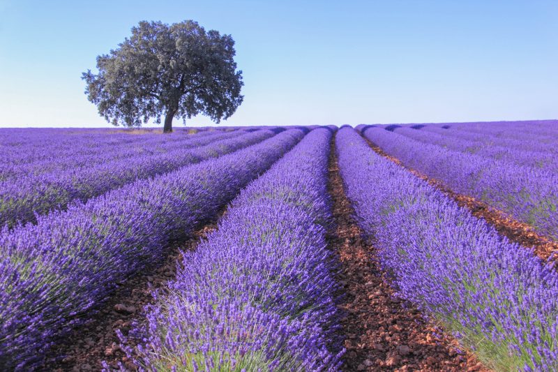 Lavanda en Brihuega