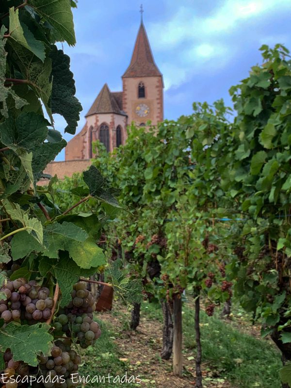 Iglesia fortificada y viñedos en Hunawihr