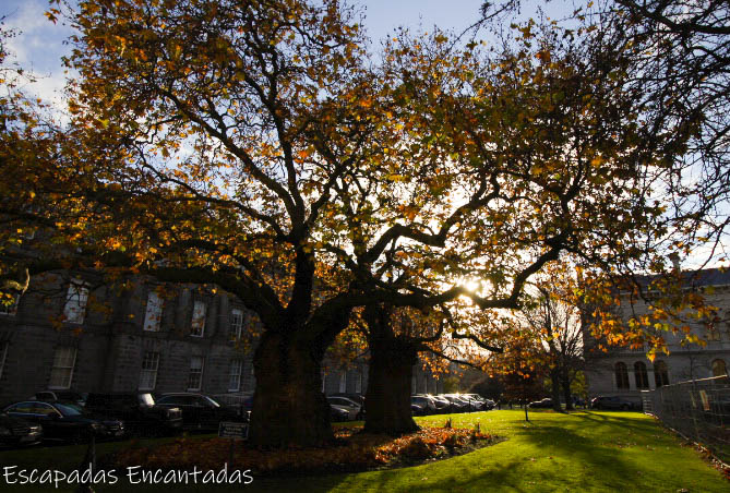 Arboles centenarios en Trinity College