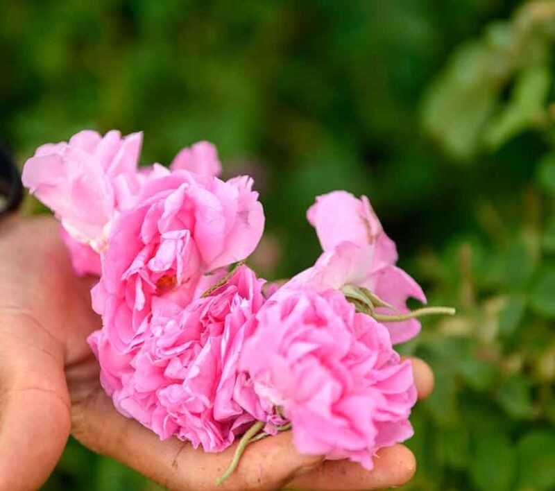 Rosa damasquina Marruecos